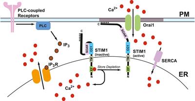 Regulatory mechanisms controlling store-operated calcium entry